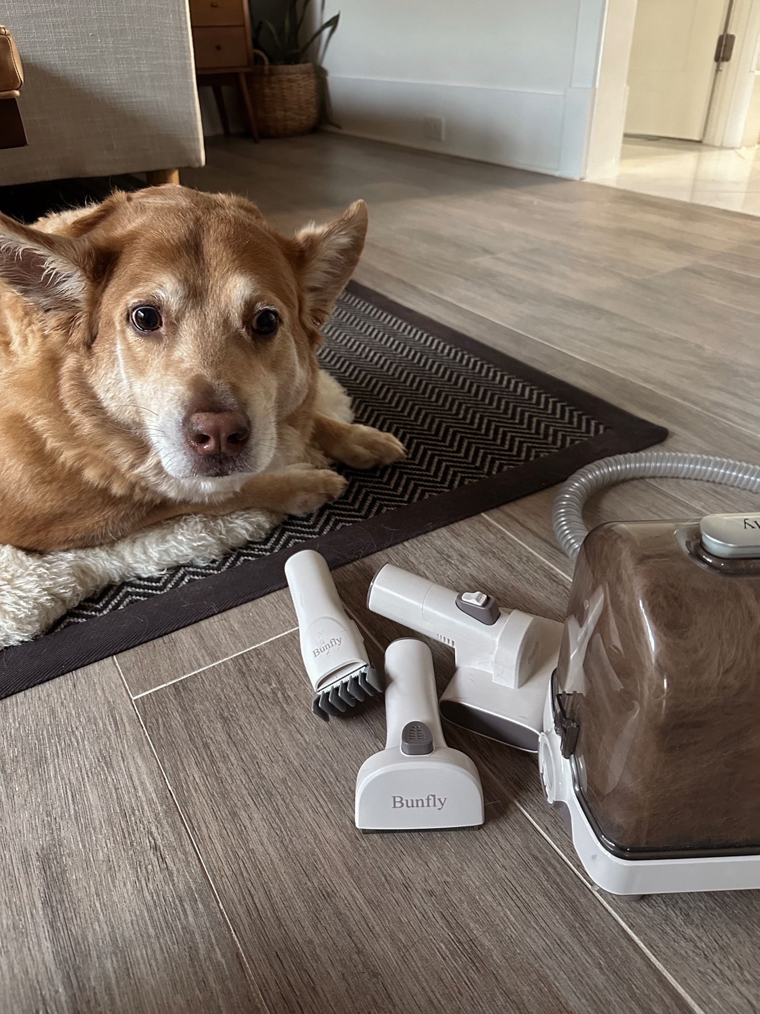 Literally my best purchase of 2023. If you have a hairy beast like we do this thing is a work horse!! 
It’s pretty quiet but powerful. Zeus just lays there and let’s me vacuum and love on him for 20 min. There is also a hair clipper attachment we love! I was skeptical but this is a MUST!!! 