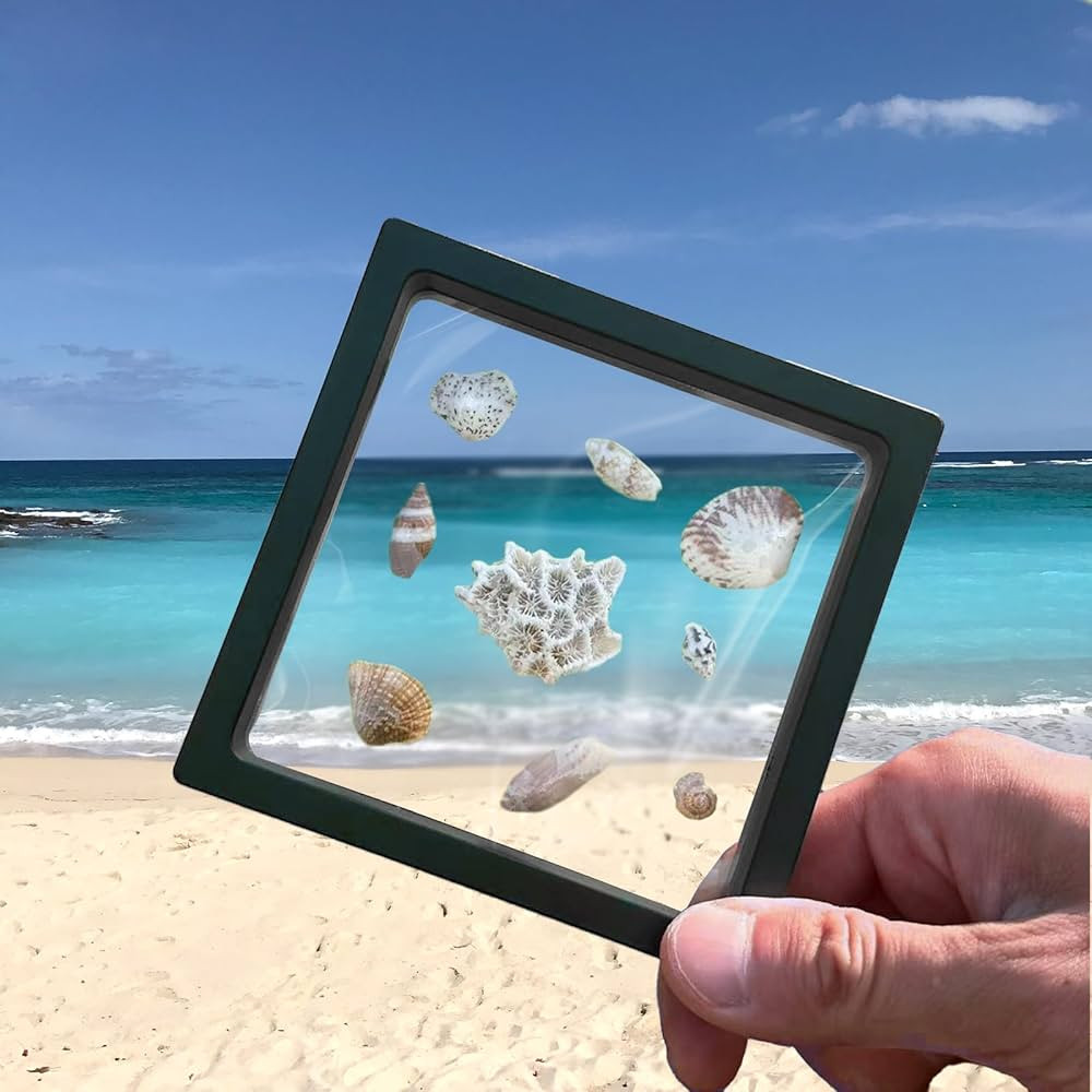 2pcs Seashell holder, 3D Floating Seashell Display Box, Transparent Seashell Display Box， sea s... | Amazon (US)