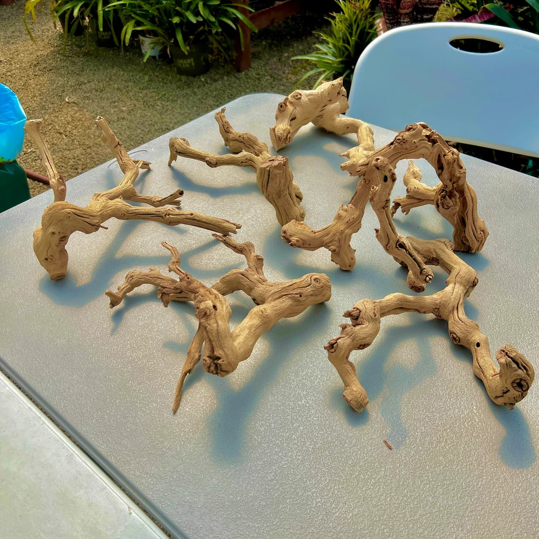 9"-12” Sandblasted Grapewood Branch - *perfect for Air Plants, Moss, Terrariums, and Aquariums!... | Etsy (US)