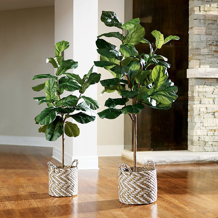 Fiddle Leaf Fig Trees - 5' - Grandin Road | Grandin Road