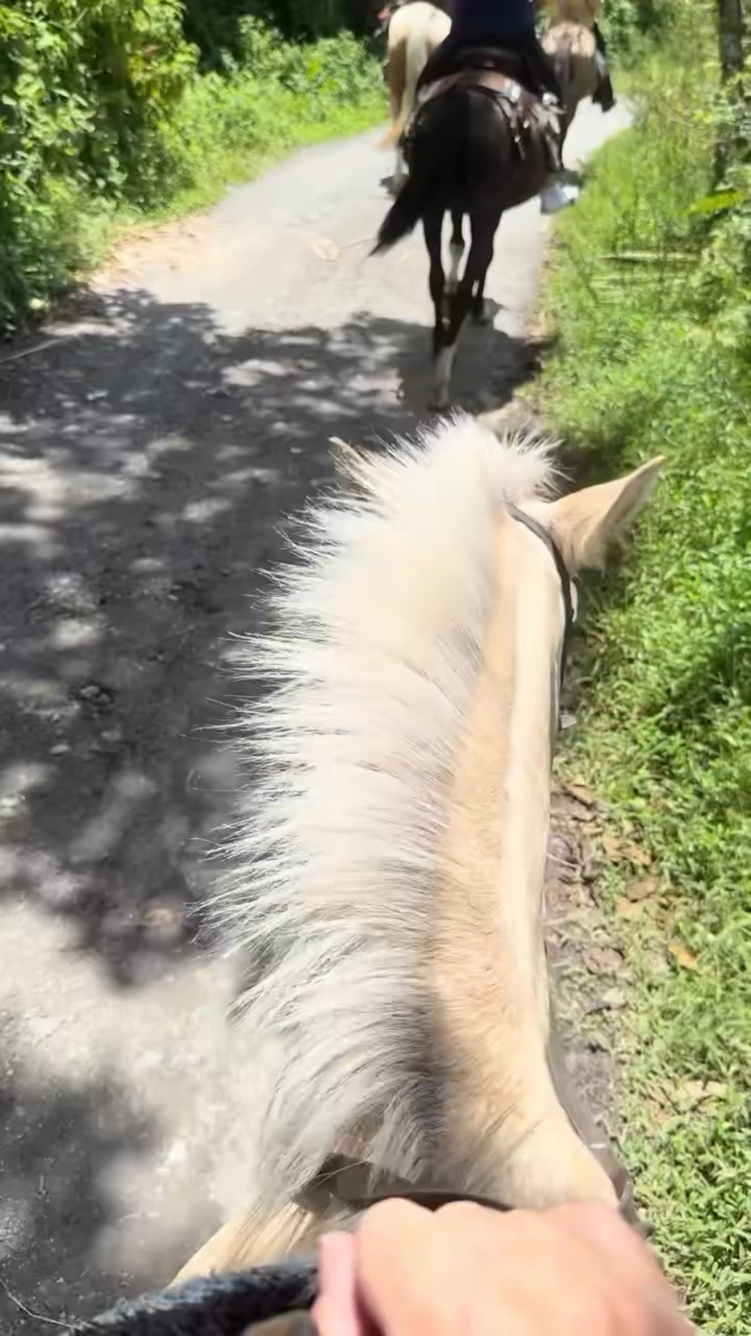 Yesterday’s adventure took us horseback riding in Baños — Ecuador’s adventure capital…along a stunning trail that led straight to natural hot springs.
We rode through lush forest with beautiful views of the mountains and river. And the best part? This is just one of the many epic adventures Baños has to offer.
#ttctourweek #contiki @contiki #adventuretravel #bucketlist