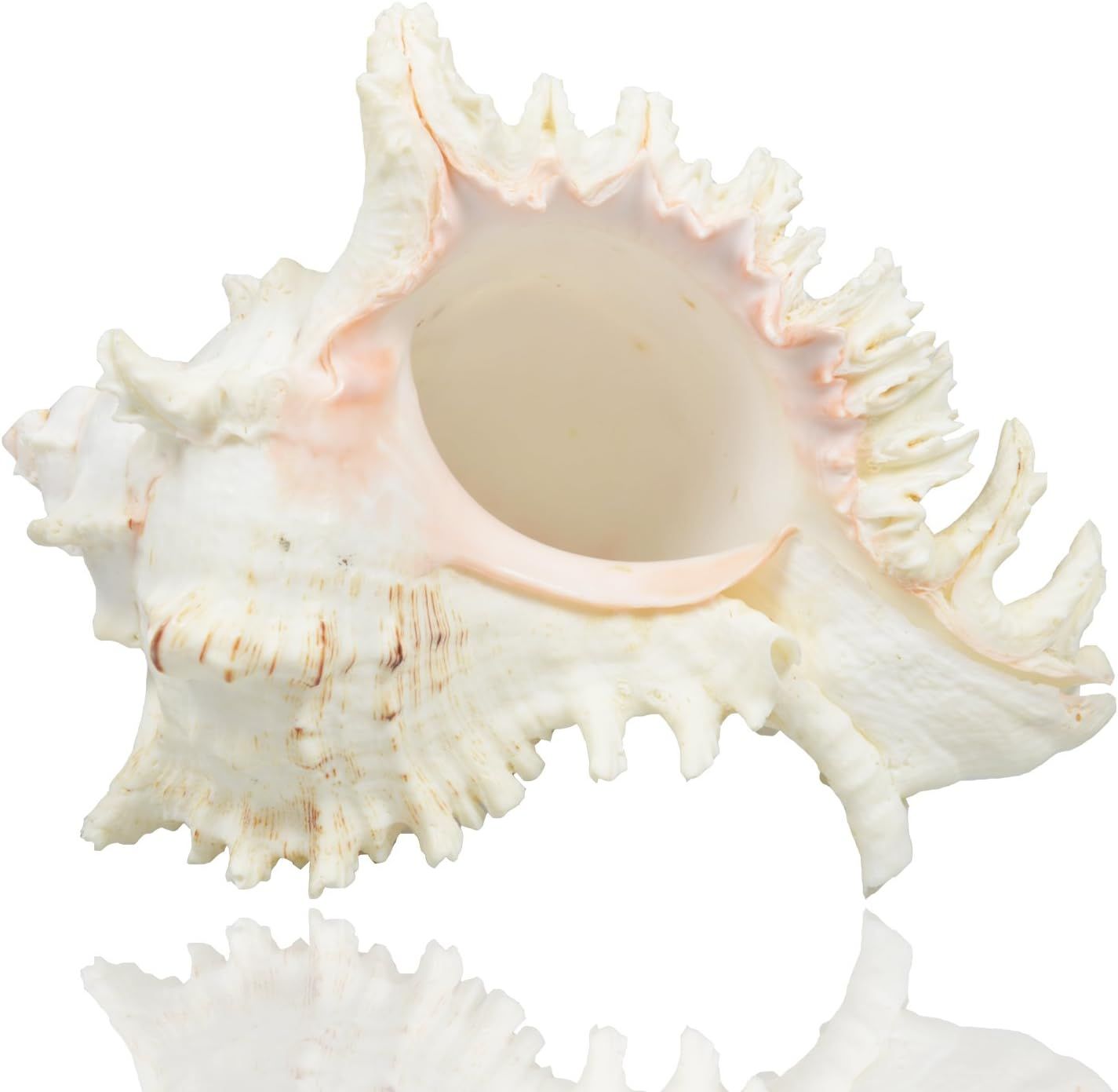 Large Natural Sea Shells, Murex Ramosus Shells, Huge Ocean Conch 7-8 inches Jumbo Seashells Perfe... | Amazon (US)