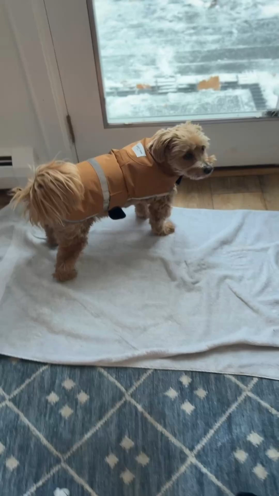 I couldn’t wait until Christmas to give him his new jacket 💙. Dogs need a dog jacket up here in Northern Michigan!

#LTKGiftGuide #LTKFindsUnder50 #LTKHome