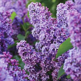 Common Purple Lilac Live Bare Root (Bag of 1) | The Home Depot