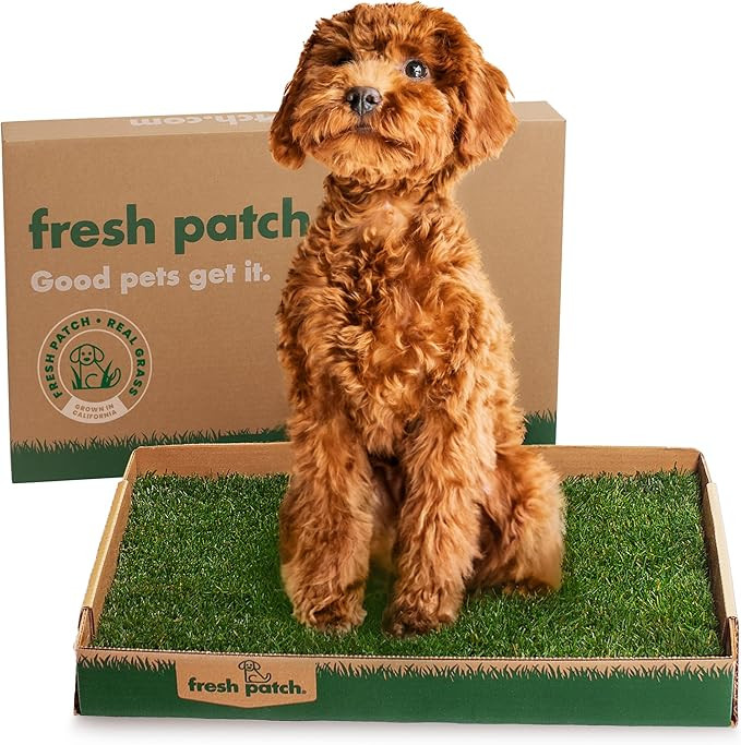 Fresh Patch Real Grass Patch for Dogs, Cats, and Small-Medium Pets Under 15 Pounds – Disposable... | Amazon (US)