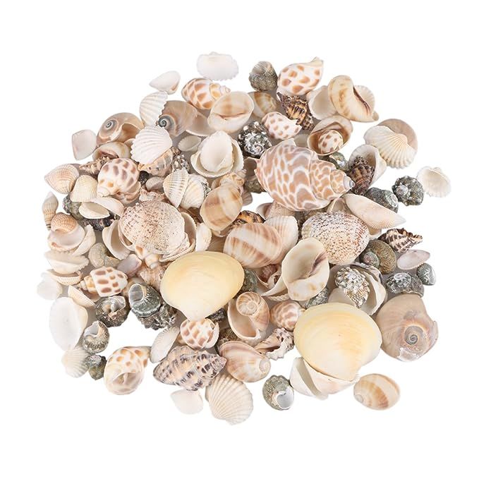 Aunifun 80PCS Sea Shells Mixed Beach Seashells, Colorful Natural Seashells Perfect Accents for Ca... | Amazon (US)
