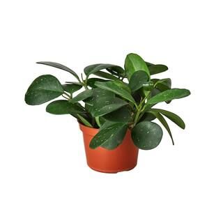 Obovata (Hoya) Plant in 6 in. Grower Pot | The Home Depot