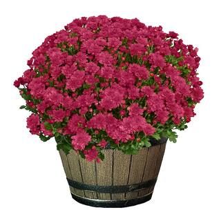 3 Qt. Chrysanthemum (Mum) Plant with Purple Flowers in Whiskey Barrel 6112 - The Home Depot | The Home Depot