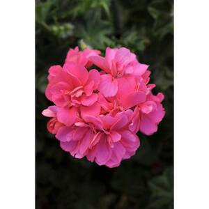 PROVEN WINNERS 4-Pack, 4.25 in. Grande Boldly Hot Pink Geranium (Pelargonium) Live Plant, Bright ... | The Home Depot