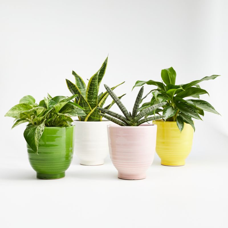Elba Planters | Crate and Barrel | Crate & Barrel