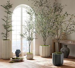 Faux Olive Trees | Pottery Barn (US)