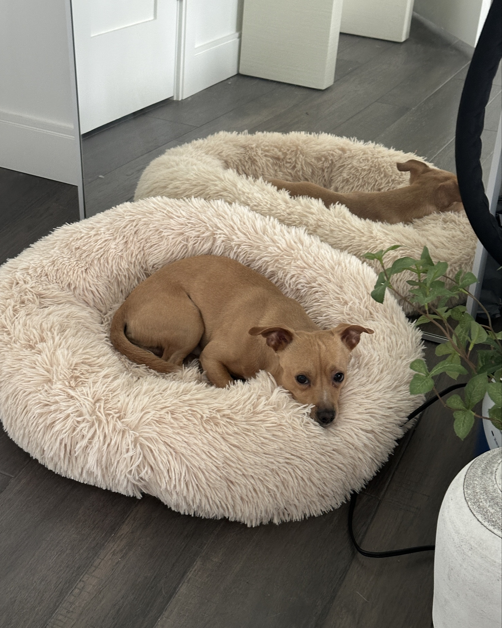 The coziest dog bed that is actually cute decor too lol we have the size Mediumm

#LTKFindsUnder50 #LTKHome #LTKFamily