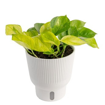 Costa Farms Lemon Top Pothos House Plant in 6-in Self-watering Pot | Lowe's