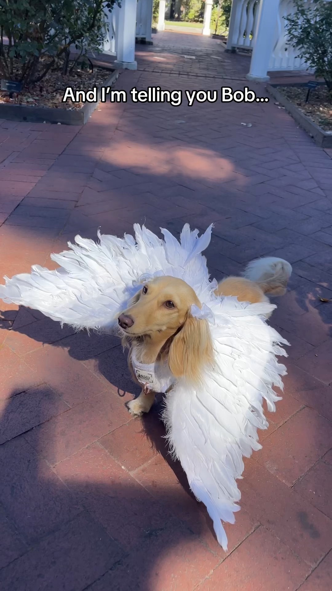Clementine’s Victoria’s Secret Angel look! 🪽✨

.

.

.

.

(Dog costume, dog angel wings, dachshund, dog fashion, dog clothes, dog bows, coquette dog, Victoria’s Secret dog costume, angel costume for dogs, angel wings for dog, Victoria’s Secret fashion show, pet costume, pet wings, dog Halloween costume, clementinethedox )

#LTKHalloween #LTKFindsUnder50 #LTKPets