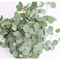 Dried Eucalyptus Stems, Silver Dollar Eucalyptus, Home Decor | Etsy (US)