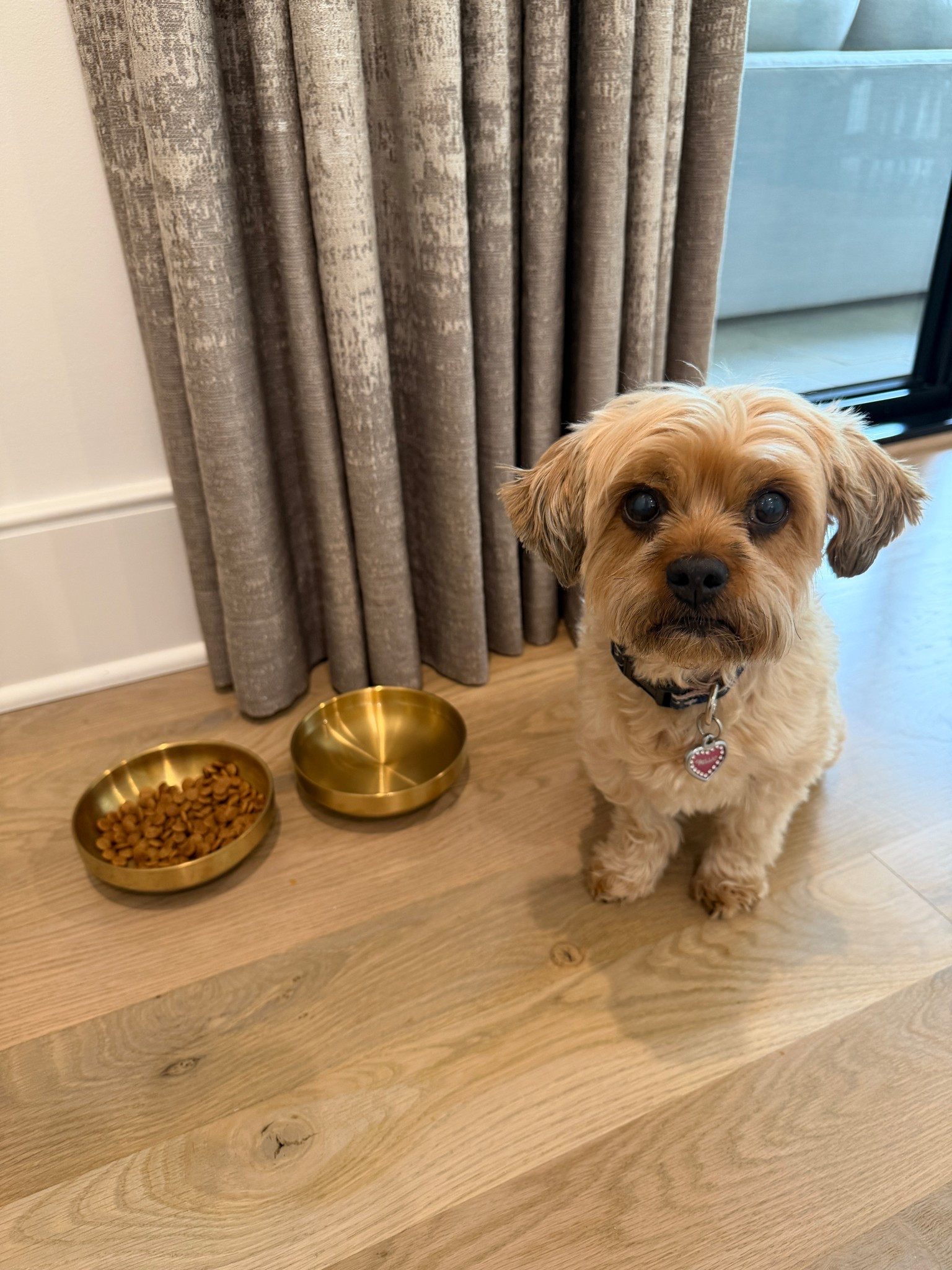 Millie is loving her new food and water bowls! 

Both fit under $20 and heavy duty. 

#LTKdayinmylife #LTKHome