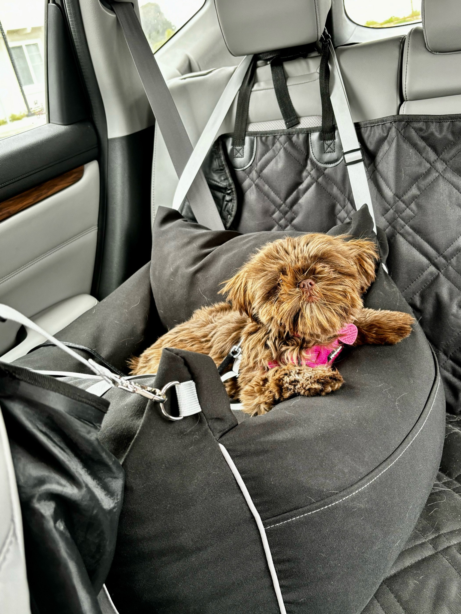 The bed travel per bed and booster seat! 

Completely washable. Pockets to hold the leash, toys etc. Secured with the seat belt and straps around the headrest. Easy to uninstall and take into a hotel room etc. 

Dog secured to the bed with a tether to their collar or harness. 

HIGHLY RECOMMEND!

#dog #travel #puppy

#LTKTravel #LTKFindsUnder50 #LTKSaleAlert