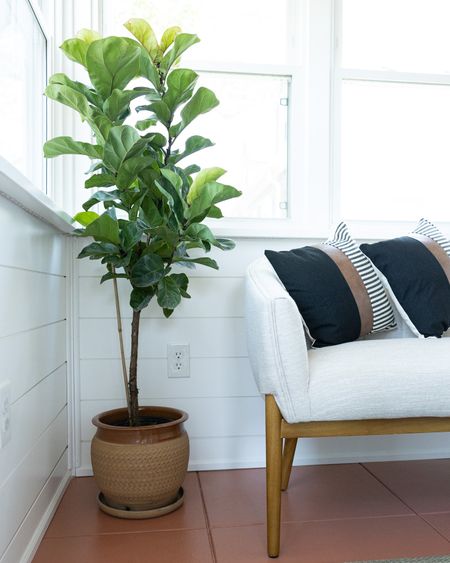 Fiddle leaf fig tree, with neutral decor, and newly renovated minimalist sunroom 🌿🪴

#LTKFind #LTKSeasonal #LTKhome