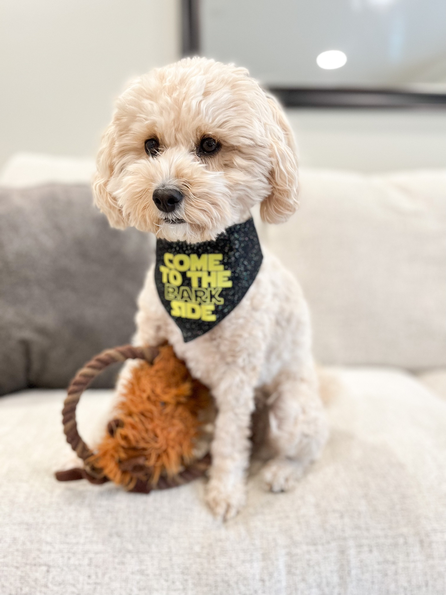 Shop my Star Wars bandana at my mybowtiebazaar.com 🚀
#ltkdog #dog #dogbandana #dogtoy

#LTKhome #LTKSeasonal #LTKfamily
