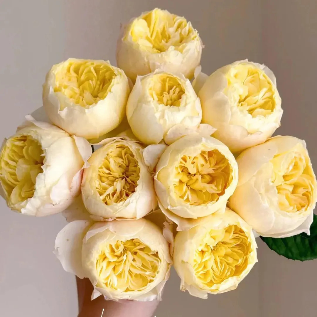 Chirp | Que Jiu | Chinese Florist Rose | Own Root | Shrub Rose | Honey Fragrant | Cup Shape | Cut... | Etsy (US)