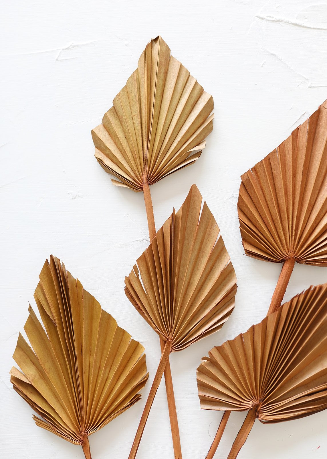 Pack of 5 - Dried Mini Palm Spears in Terracotta Orange | Afloral (US)