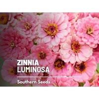 Zinnia, Luminosa - 100 Seeds Heirloom Flower, Bright Pink Blooms, Attracts Pollinators | Zinnia Elegans | Etsy (US)