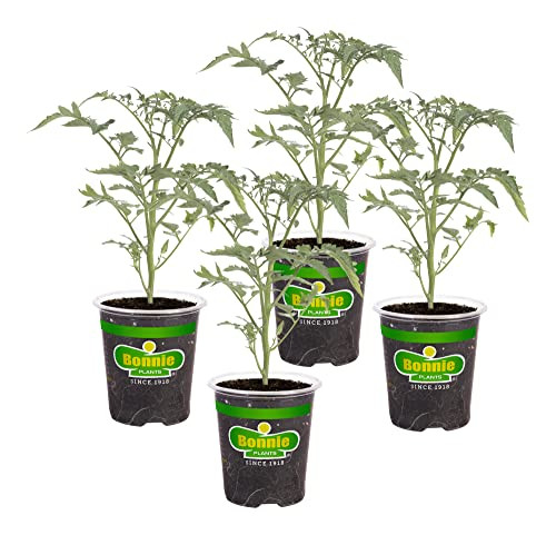 Bonnie Plants Early Girl Tomato 19.3 oz. 4-pack | Amazon (US)
