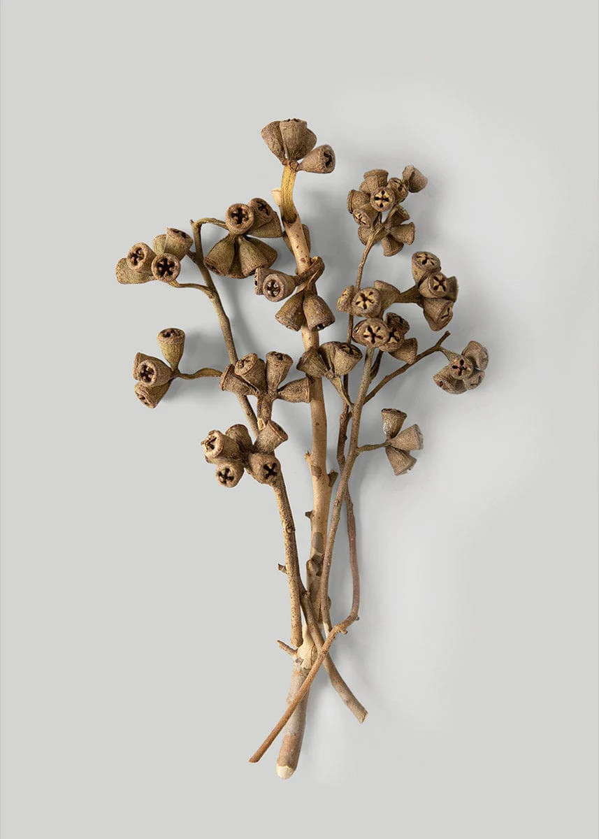 Natural Conical Gum Branch at Afloral.com | Dried Eucalyptus Pods | Afloral