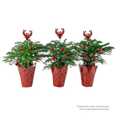 Costa Farms 14 -oz Fresh Christmas Potted Norfolk Island Pine 3 -Pack Lowes.com | Lowe's