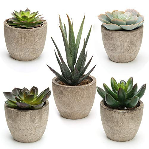 Coitak Artificial Succulent Plants Potted, Assorted Decorative Faux Succulent Potted Fake Cactus Cacti Plants with Pots, Set of 5 | Amazon (US)