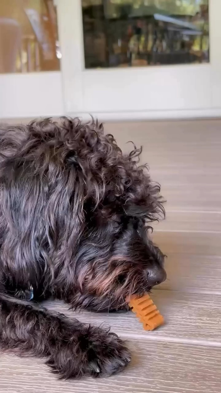 My puppy would rather file a complaint than let me brush his teeth 😂🐶🦷 @groovies.us 

#grooviesus #groovies #dog #dentalchew #dentaltreats