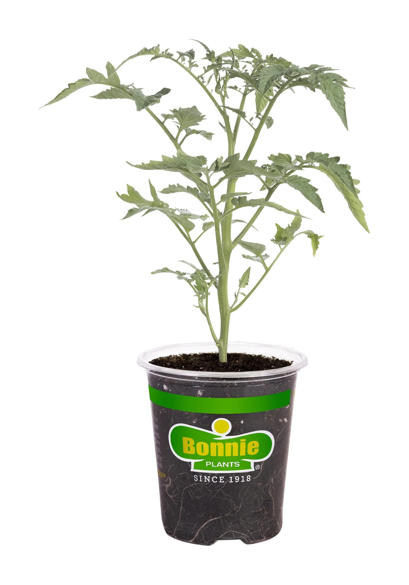 Bonnie Plants Super Sweet 100 19.3 oz. | Walmart (US)