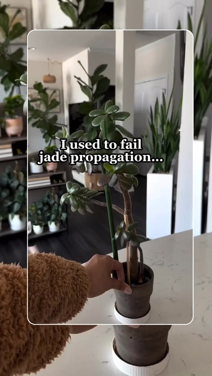 I followed that one simple tip, letting the cuttings dry first, then adding root drops to water.
4 weeks later… roots and baby growth ✨

#LTKHome #LTKdayinmylife