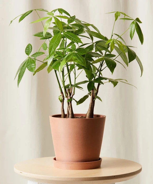 Buy Potted Money Tree Forest Indoor Plant | Bloomscape | Bloomscape