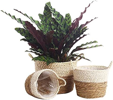 Plant Pots Seagrass Basket Planter - House Flower Pots Indoor Planters Decorative Pots for Plants Fl | Amazon (US)