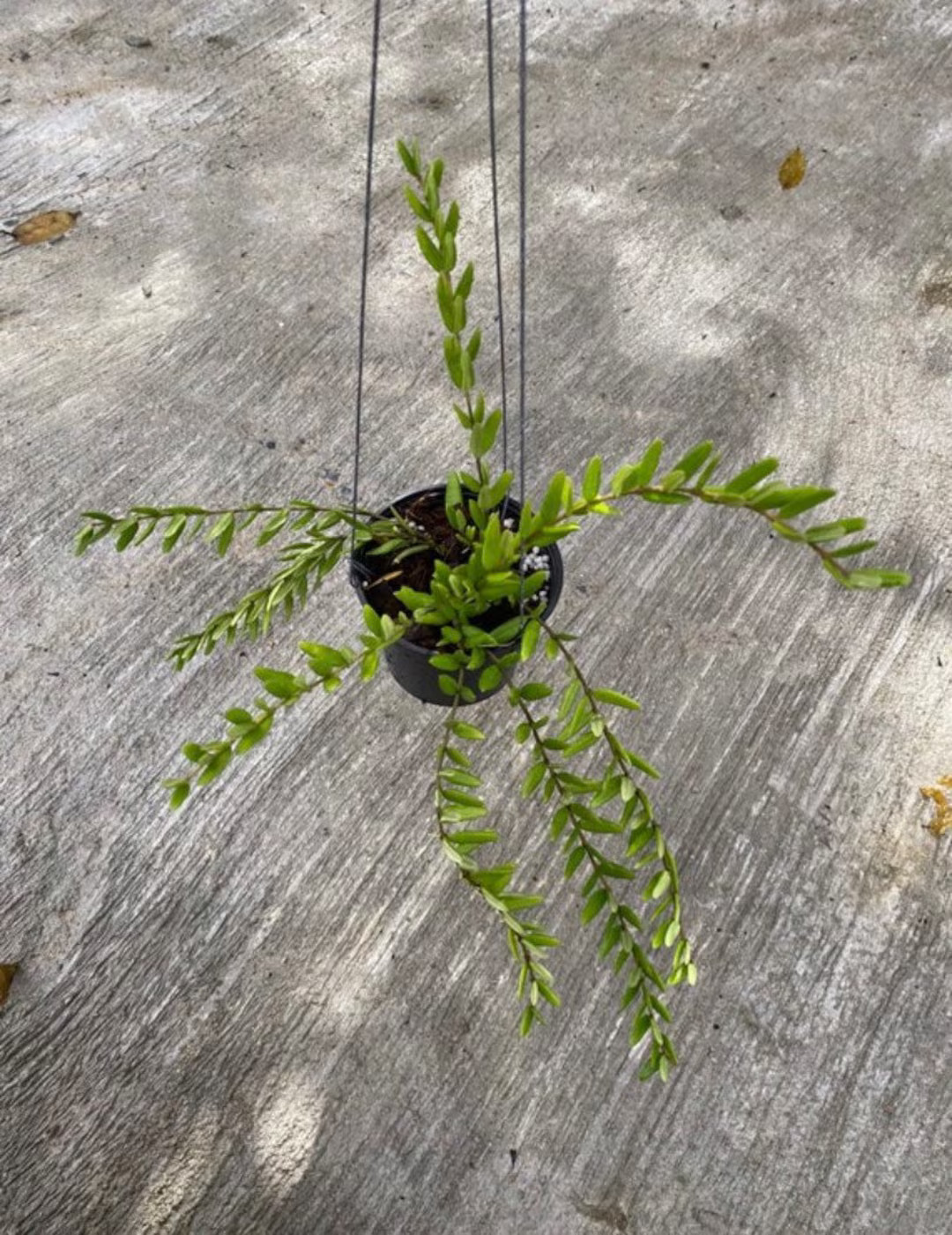 Hoya Engleriana - Etsy | Etsy (US)