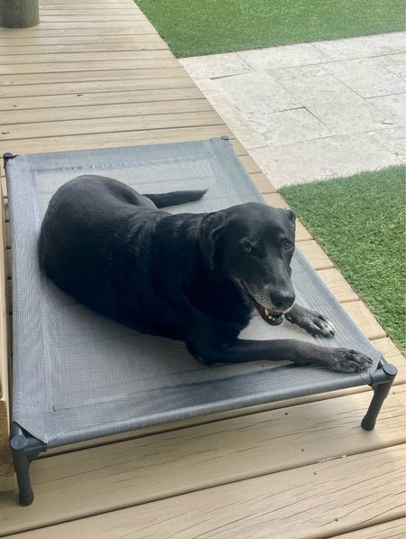 Fave outdoor dog bed
Dog cot
Cooling dog bed
Mesh breathable plastic 
No rust! 


#LTKhome #LTKunder100 #LTKfamily