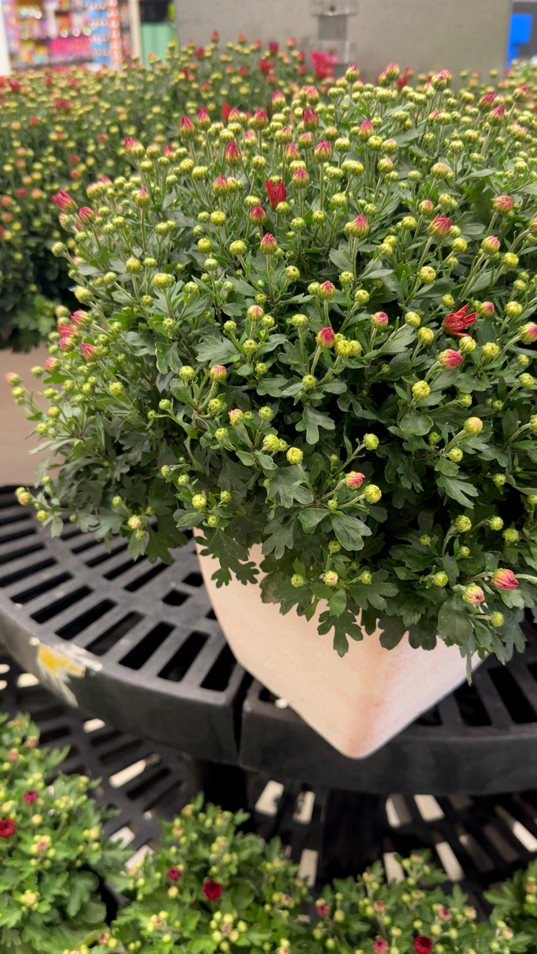 🍂 New really pretty real Mums just dropped for fall — and they’re under $20! 🌼 Perfect for front porches, patios, or gifting a little fall color. Check if your local store has them in stock before they sell out!

✨ Not into watering? I linked my bestselling faux mums that stay gorgeous all season long (and year after year).

➡️ Tap to shop both real & faux options!

#FallFrontPorch #BudgetHomeDecor #LTKFall #PorchDecor #HomeDecorDeals

#LTKSeasonal #LTKHome