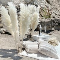 Large Pampas Grass | Natural Dried Decor | Etsy (US)