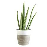Costa Farms Aloe Vera Plant, Live Indoor Plant in Modern Home Décor Planter 7-Inches Tall, Natur... | Amazon (US)