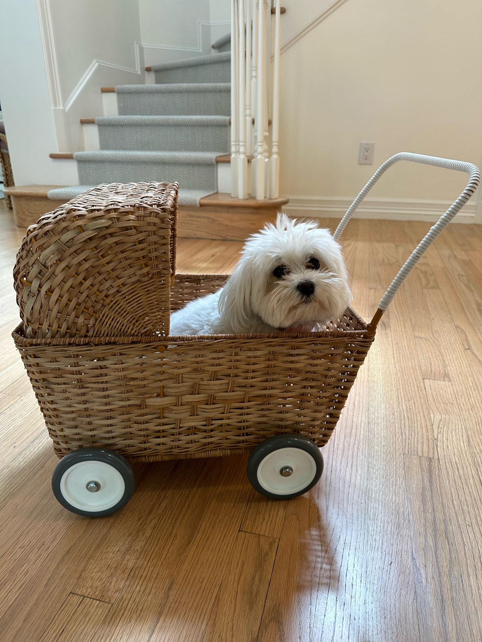 The cutest gift for baby girl’s nursery! Teenie is giving it a test run and I can’t wait for baby girl to push her in this stroller! Would also be adorable with stuffed animals in her nursery! 🩷 I thought this was precious and can’t wait to make fun memories with her and her stroller 

#LTKbaby