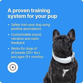Halo Collar 3 - GPS Dog Fence - Multifunction Wireless Dog Fence & Training Collar with Real-Time... | Amazon (US)