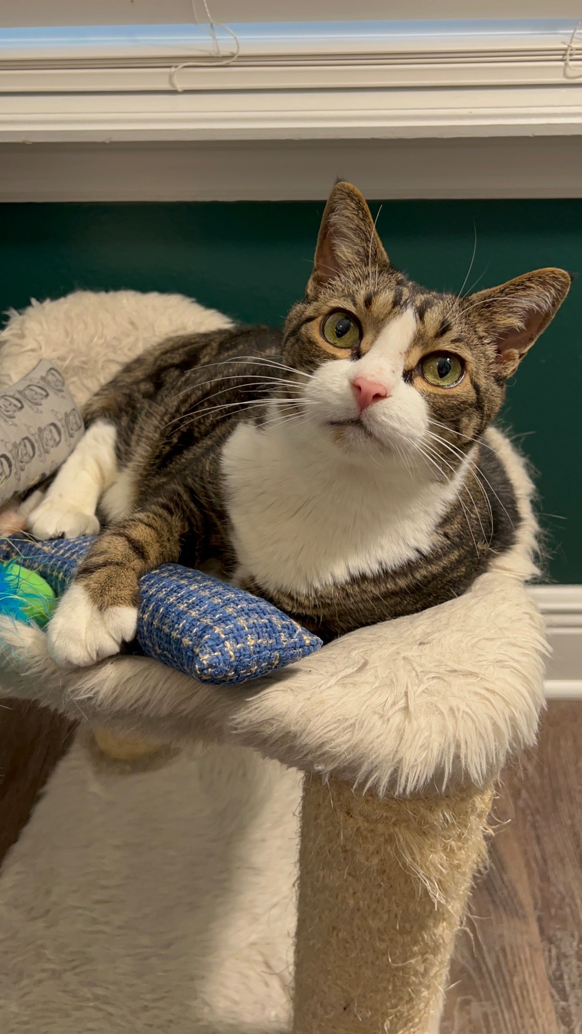 Louis loves his new birthday cat toys!! 😻💚🎊

#LTKFamily #LTKHome #LTKPets