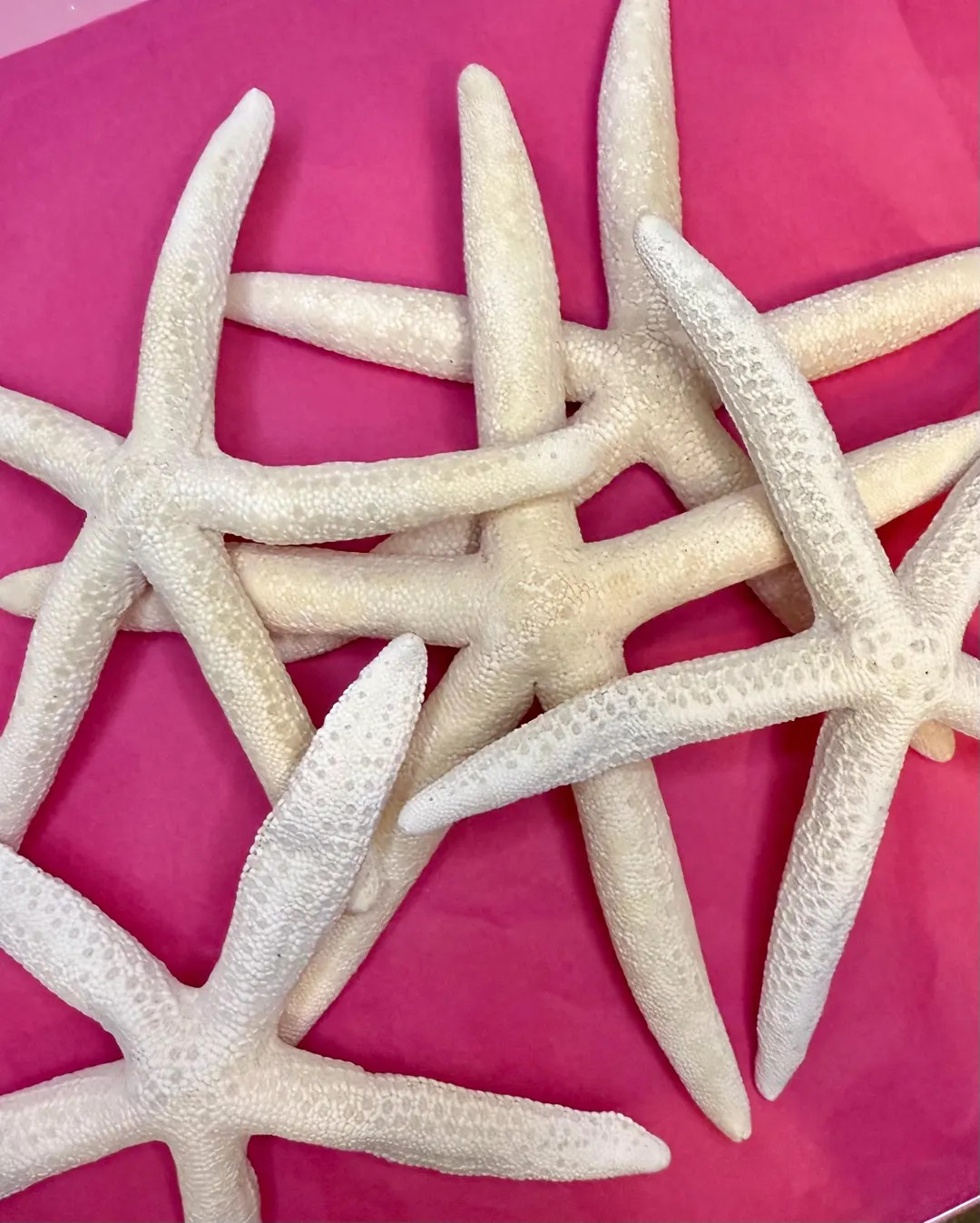 Dried Finger Starfish | Natural Calcium, Hermit Crab Foraging - Etsy | Etsy (US)