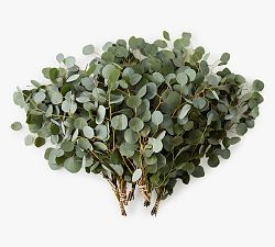 Live Silver Dollar Eucalyptus Branches | Pottery Barn (US)