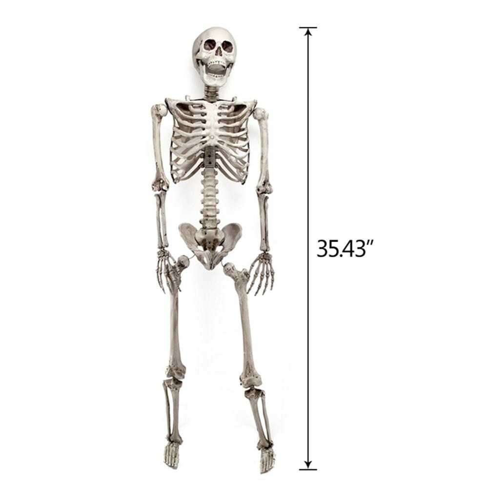 35" Posable Halloween Skeleton Halloween Decor Party Props Human Bones | Bed Bath & Beyond