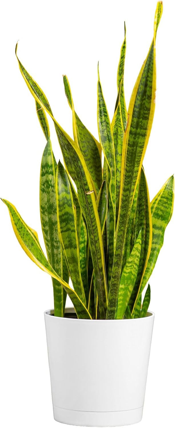 Costa Farms Snake Plant, Live Floor Plant, 2-3 Ft. Tall, Decorative Planter | Amazon (US)