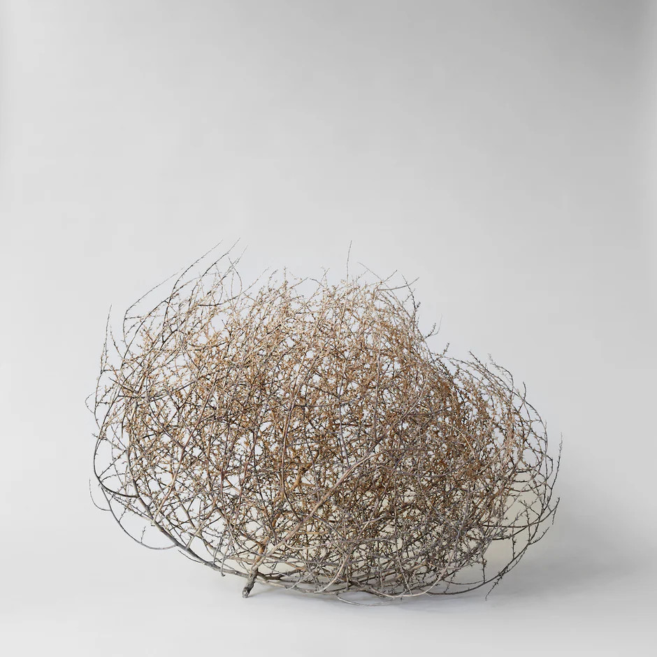 Dried Tumbleweed For Use as Room Decor | Bloomist | Bloomist, Inc