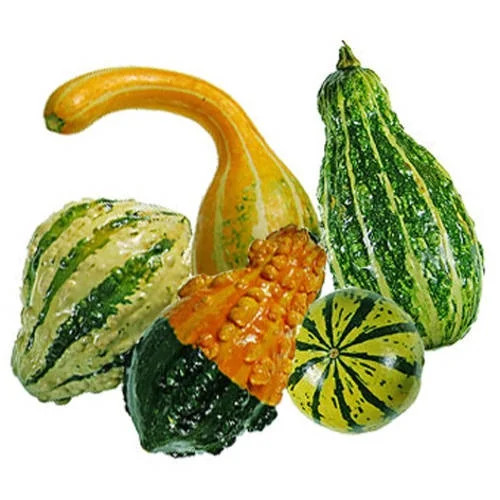 Bagged Gourds | Walmart (US)