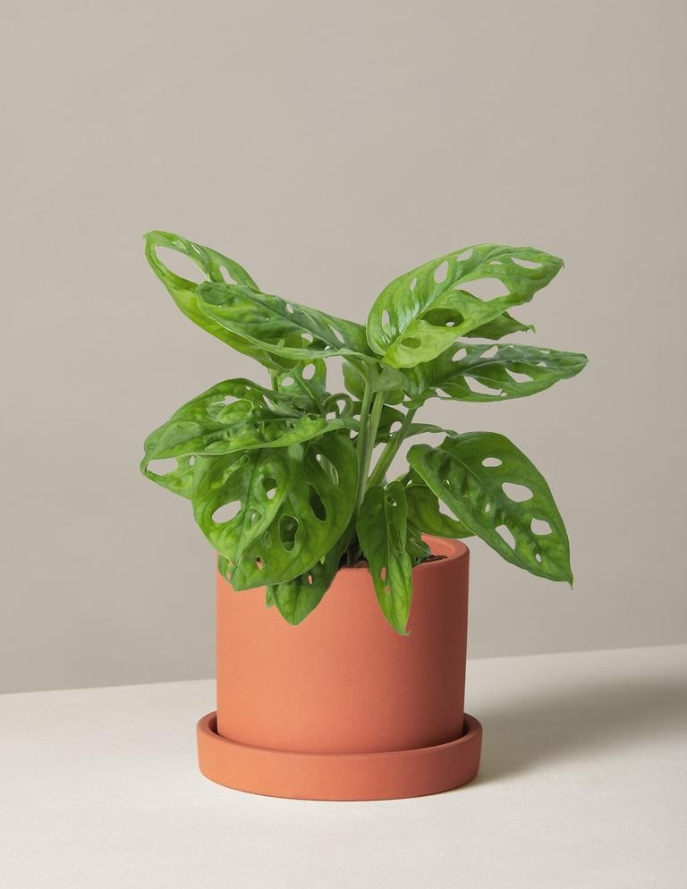 Monstera Adansonii | The Sill